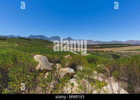 Dans les vignobles de vins Stellenbosch sur une belle journée à Cape Town Banque D'Images