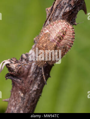 Hairy Shieldbug (nymphe Dolycoris baccarum) perché sur bramble tige. Tipperary, Irlande Banque D'Images