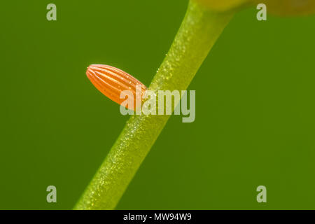 Astuce Orange Butterfly Anthocharis cardamines (oeufs) joint à la cardamine des prés (Cardamine pratensis) la tige. Tipperary, Irlande Banque D'Images