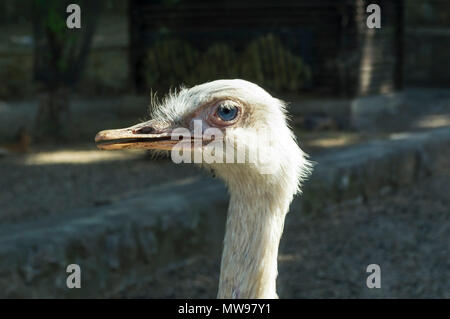 Close Up portrait des autruches. Dans une ferme d'Autruche Banque D'Images