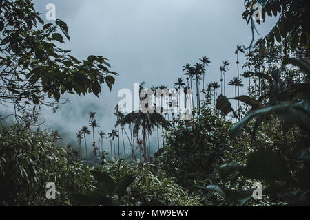 Vue sur le plus haut du monde palmiers dans le Valle de Cocora, près de Salento, l'une des attractions touristiques Banque D'Images