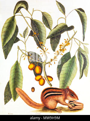. Tamias striatus . L'histoire naturelle de New York, la Floride et les Bahamas Objet : écureuil et Cormus 118 Mark Catesby 1731 Histoire naturelle Banque D'Images
