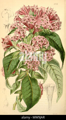 . Anglais : Cestrum endlicheri, comme Habrothamnus corymbosus . 6 novembre 2012, 23:23:57. Cestrum endlicheri W.J.Hooker 121 Banque D'Images