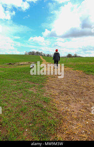 Une femme et son chien marche à travers un champ plantés de maïs qui a été aspergé d'herbicides pour faire un chemin à travers le domaine Banque D'Images