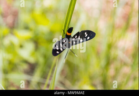 Amata phegea forêt / papillon sur brin d'herbe Banque D'Images