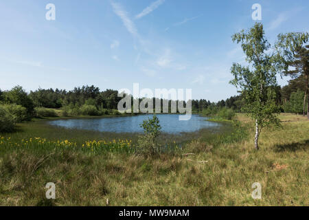 Paysage d'Teverener Tevener Heide, Heide, Landes, nature park, Schinveld-Brunssum, Pays-Bas, Allemagne, Gangelt Banque D'Images