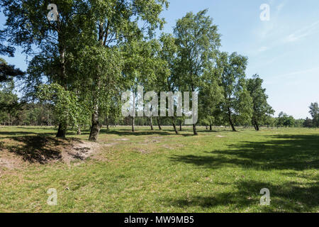 Paysage d'Teverener Tevener Heide, Heide, Landes, nature park, Schinveld-Brunssum, Pays-Bas, Allemagne, Gangelt Banque D'Images