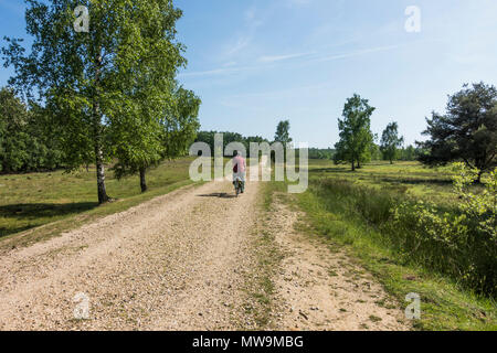 Paysage d'Teverener Tevener Heide, Heide, Landes, nature park, Schinveld-Brunssum, Pays-Bas, Allemagne, Gangelt Banque D'Images