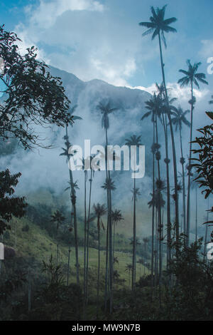 Vue sur le plus haut du monde palmiers dans le Valle de Cocora, près de Salento, l'une des attractions touristiques Banque D'Images