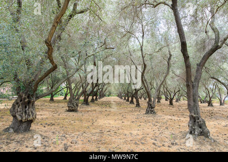 Tunnel d'arbres d'olive Banque D'Images