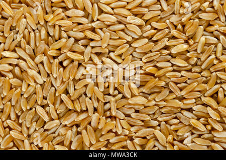 Le blé Khorasan Kamut de surface ci-dessus. L'arrière-plan. Grains de blé, Triticum turanicum Oriental. Une ancienne recultivated grain de jour moderne de l'Iran. Banque D'Images