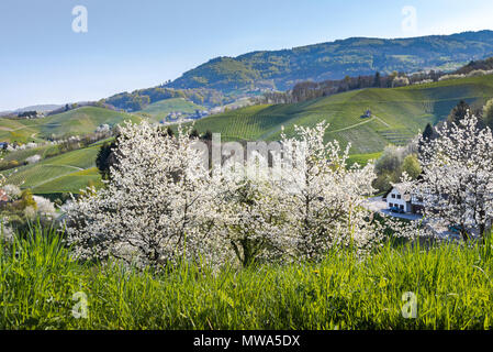 Printemps dans les contreforts de la Forêt Noire, ville de villégiature, Sasbachwalden, Allemagne, la vigne et les arbres fruitiers en fleurs, arbres kirsch de la Forêt-Noire Banque D'Images