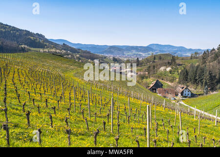 Vignoble au pied de la Forêt Noire au printemps, ville Oberkirch, Allemagne, Ringelbach qui fait partie de la région de l'Ortenau, district, territory Baden Banque D'Images