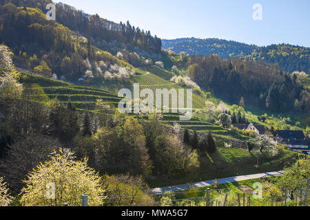 Vignoble au pied de la Forêt Noire au printemps, ville Oberkirch, Allemagne, Ringelbach qui fait partie de la région de l'Ortenau, district, territory Baden Banque D'Images