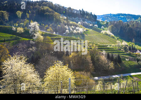 Vignoble au pied de la Forêt Noire au printemps, ville Oberkirch, Allemagne, Ringelbach qui fait partie de la région de l'Ortenau, district, territory Baden Banque D'Images