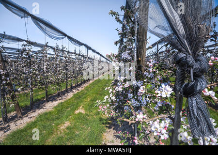 Blooming apple plantation près de Oberkrich, Allemagne, paysage culturel avec verger sur les contreforts de la Forêt Noire au printemps Banque D'Images