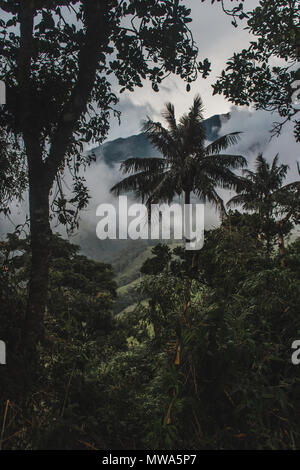 Vue sur le plus haut du monde palmiers dans le Valle de Cocora, près de Salento, l'une des attractions touristiques Banque D'Images