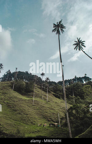 Vue sur le plus haut du monde palmiers dans le Valle de Cocora, près de Salento, l'une des attractions touristiques Banque D'Images