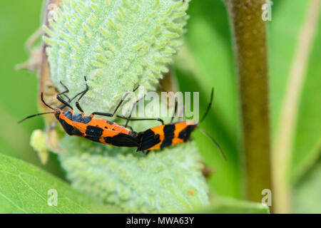 Gros bug d'asclépiade (Oncopeltus fasciatus), le Grand Sudbury, Ontario, Canada Banque D'Images