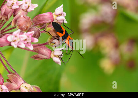 Gros bug d'asclépiade (Oncopeltus fasciatus), le Grand Sudbury, Ontario, Canada Banque D'Images