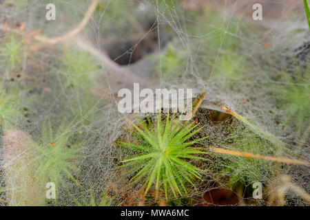 L'herbe couverte de rosée spider web et moss, Grand Sudbury, Ontario, Canada Banque D'Images