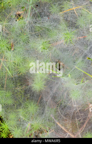 L'herbe couverte de rosée spider web et moss, Grand Sudbury, Ontario, Canada Banque D'Images