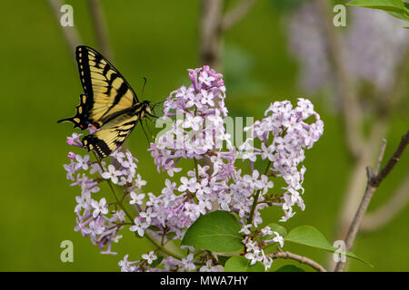 Les tiger Papilio canadensis) fleurs lilas de nectar, le Grand Sudbury, Ontario, Canada Banque D'Images