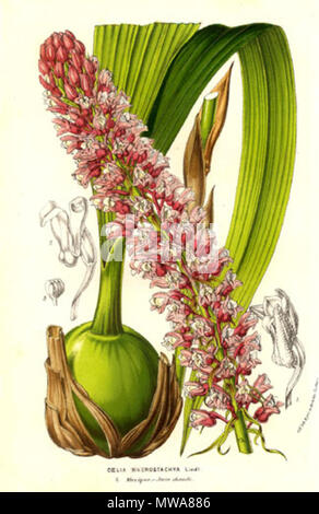 . Orchidaceae - Coelia macrostachya . À partir de : 'Flore des serres et des jardins de l'Europe" par Charles Lemaire et d'autres. Gent, Louis van Houtte, 1854, volume 9 (planche 900). 1854137 Coelia macrostachya (1854) Banque D'Images