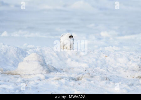 Le harfang des neiges (Bubo scandiacus) manger un campagnol capturés le long de la Baie d'Hudson, le parc national Wapusk, Cape Churchill, Manitoba, Canada Banque D'Images