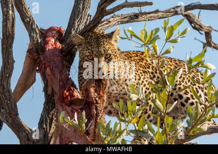 Un Léopard mâle se nourrissant des restes d'un kill déposée en haut d'un arbre. Banque D'Images