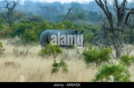 Un rhinocéros blanc du Sud dans les buissons à Sabi Sands game reserve Banque D'Images