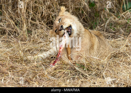 Lion cub rongeant sur la jambe d'un récent, tuer un jeune Nyala Banque D'Images