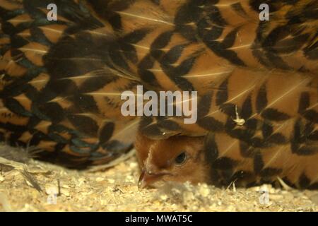 Close Up d'un jour ancien Chick Peeks De Momma Hen Banque D'Images