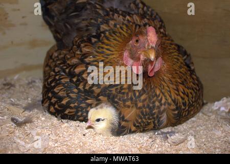 Un jour Chick Peeks De Momma Hen Banque D'Images