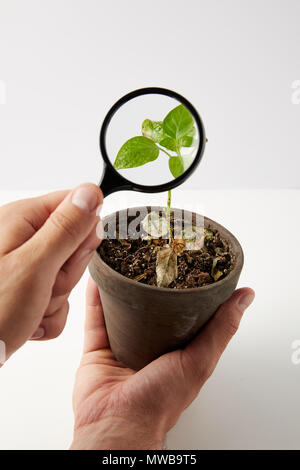 Close-up vue partielle de personne tenant loupe et plante verte en pot sur gris Banque D'Images