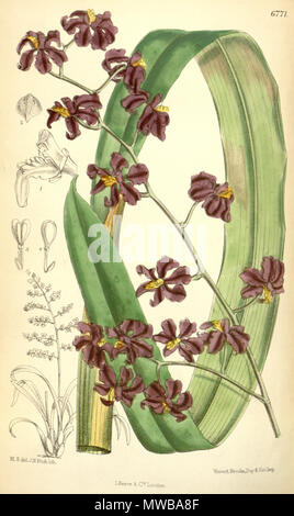 . Illustration de Cyrtochilum edwardii (syn. Odontoglossum edwardii, écrit par Hooker comme Odontoglossum edwardi) . 1884. M. S. del. (  = Matilda Smith, 1854-1926), J. N. Fitch lith. (  = John Nugent Fitch, 1840-1927) . Description par Joseph Dalton Hooker (1817-1911) 149 Cyrtochilum edwardii (comme Odontoglossum edwardi) - Curtis' 110 (Ser. N° 3 40) pl. 6771 (1884) Banque D'Images