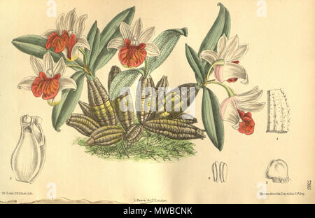 . Illustration de Dendrobium bellatulum . 1904. M. S. del. (  = Matilda Smith, 1854-1926), J. N. Fitch lith. (  = John Nugent Fitch, 1840-1927) Description par William Botting Hemsley (1843-1924) 158 Dendrobium bellatulum Banque D'Images