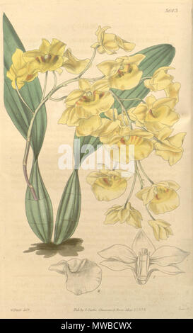 . Illustration de Dendrobium lindleyi (syn. Dendrobium aggregatum) . 1839. Walter Hood Fitch (1817-1892) del., Swan sc. 158 Dendrobium lindleyi Dendrobium aggregatum (comme) - Curtis' 65 (N.-É.) 12) pl. 3643 (1839) Banque D'Images