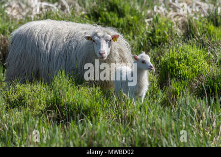 Interrogé blanc Heath (Ovis aries) avec son nouveau-né dans l'herbe dense, Mecklembourg-Poméranie-Occidentale, Allemagne Banque D'Images