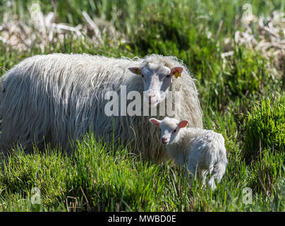 Interrogé blanc Heath (Ovis aries) avec son nouveau-né dans l'herbe dense, Mecklembourg-Poméranie-Occidentale, Allemagne Banque D'Images