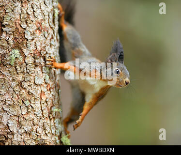Eurasian écureuil roux (Sciurus vulgaris), escalade un tronc d'arbre, Grisons, Suisse Banque D'Images