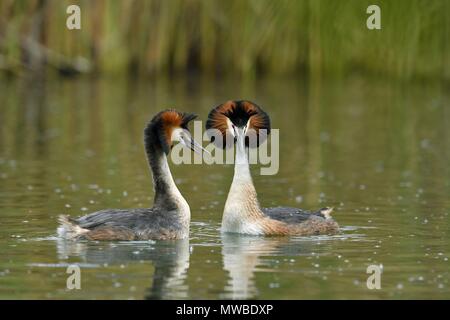 Beaucoup de grèbes huppés (Podiceps cristatus), couple d'animaux dans l'eau, courtshipping, le lac de Lucerne, dans le Canton de Lucerne, Suisse Banque D'Images