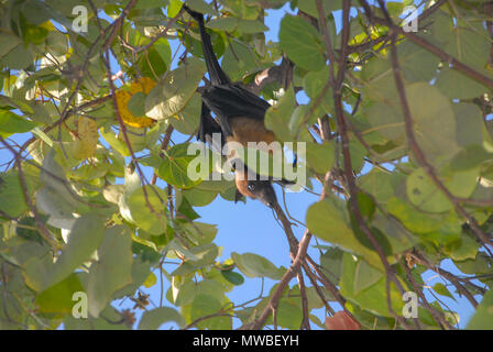 Voir des Maldives des chauves souris - petit renard volant, island flying fox ou variable flying fox (Pteropus hypomelanus) -, de l'Inde, Maldives Banque D'Images