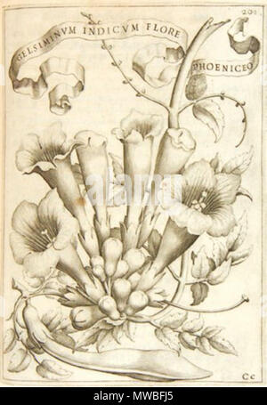 . Gelsiminum indicum. Dans l'illustration de Florum Cultura, édité par Giovanni Battista Ferrari (ed. Facciotti, Rome, 1638) . éd. 1638. Gelsiminum 236 inconnu indicum - Giovanni Battista Ferrari Banque D'Images