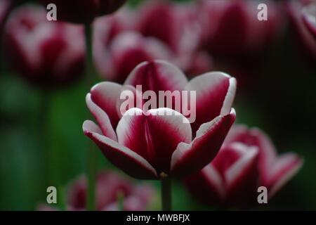 Chaud rose et blanc frappant Tulipes sur Allan Gardens Conservatory, Toronto, ON Banque D'Images