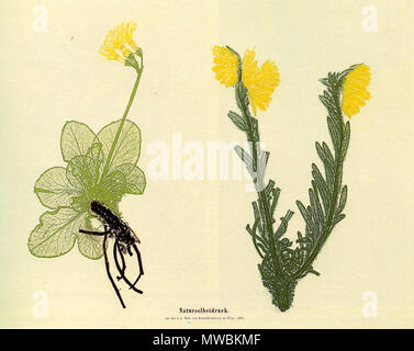 . La reproduction numérique d'une œuvre par un procédé d'impression de la nature (electrotyping), développé par l'auteur. 1853. Alois Auer 182- Electrotype Alois Auer Banque D'Images