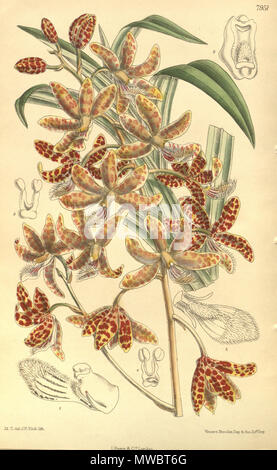 . Illustration de Dipodium pictum . 1904. M. S. del. (  = Matilda Smith, 1854-1926), J. N. Fitch lith. (  = John Nugent Fitch, 1840-1927) Description par William Botting Hemsley (1843-1924) 164 Dipodium pictum - Curtis' 130 (Ser. N° 3 60) pl. 7951 (1904) Banque D'Images