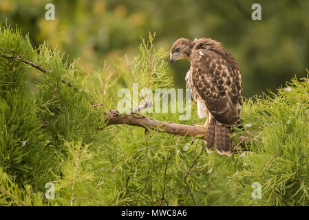 Un jeune cerf rouge (Buteo jamaicensis) haut perchés dans un arbre se détendre dans la lumière du matin. Banque D'Images