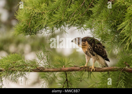 Une jeune buse à queue rousse (Buteo jamaicensis) dans un arbre. Il n'a pas encore volé, mais il est rapidement et à part entière à gauche l'arbre et le nid en derrière. Banque D'Images
