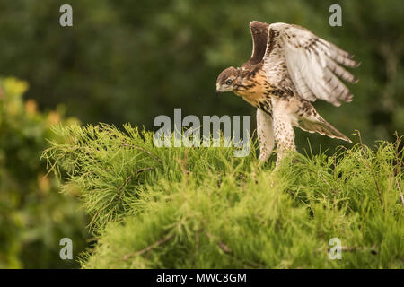 Jeune buse à queue rouge (Buteo jamaicensis) essayant de voler à partir de l'arbre était dans son nid, il a volé pour la première fois moins d'un jour plus tard. Banque D'Images